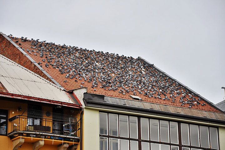 A2B Pest Control are able to install spikes to deter birds from roofs in Norwood. 