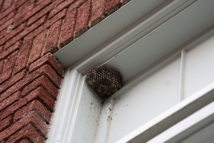 We provide a wasp nest removal service for domestic and commercial properties in Norwood.